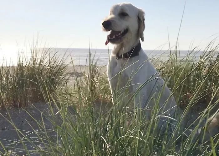 Blumeninsel 公寓 霍鲁梅尔希尔